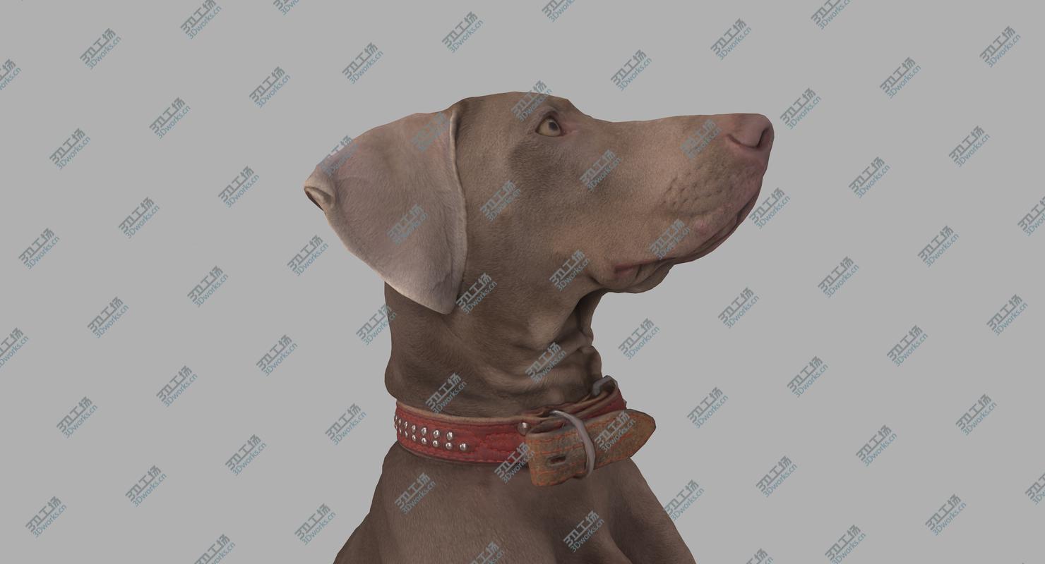 images/goods_img/2021040232/Weimaraner Sitting Dog 3D model/4.jpg
